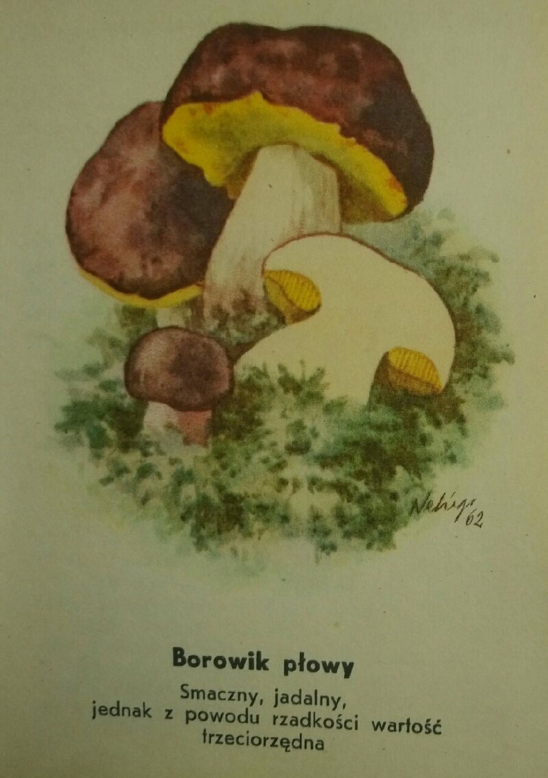 Atalas grzybw z 1963- borowik p&#179;owy