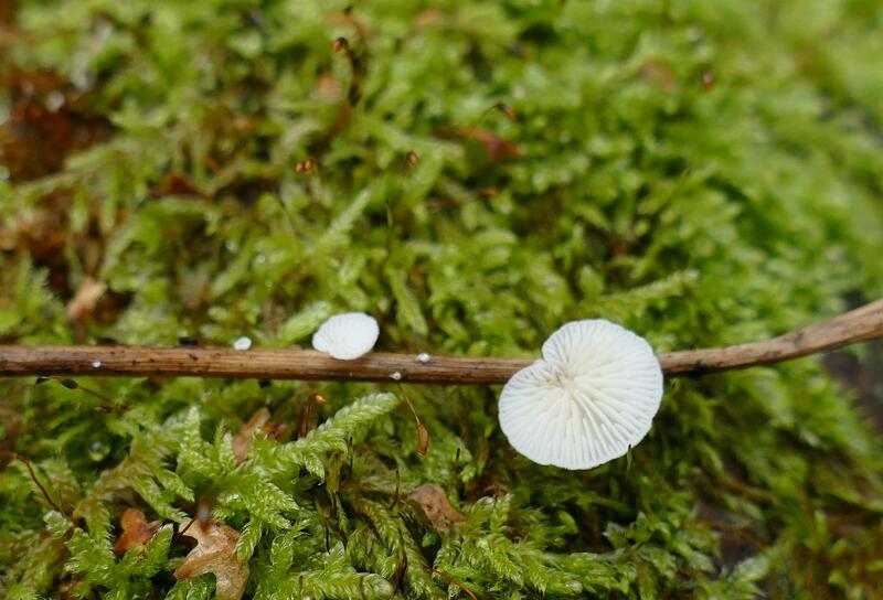 Crepidotus sp.