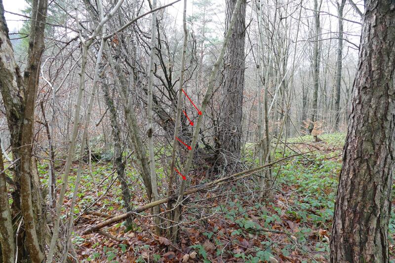 Encoeliafurfuracea siedlisko
