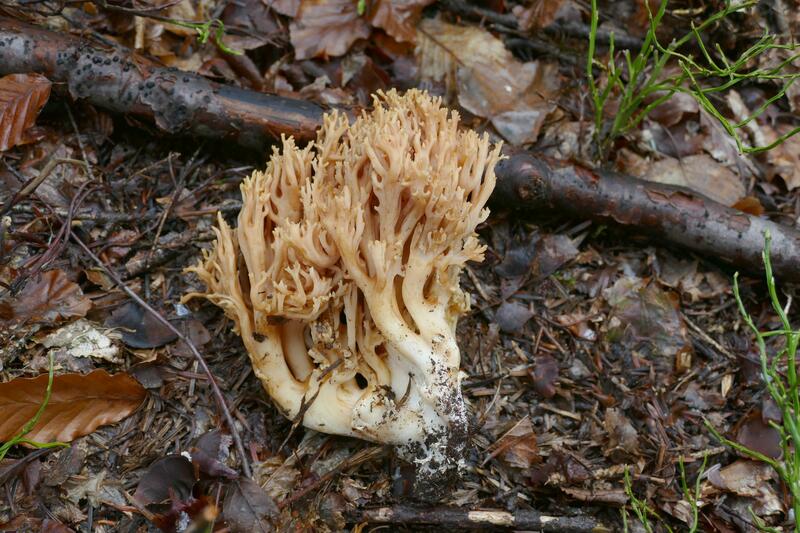 Ramaria sp.