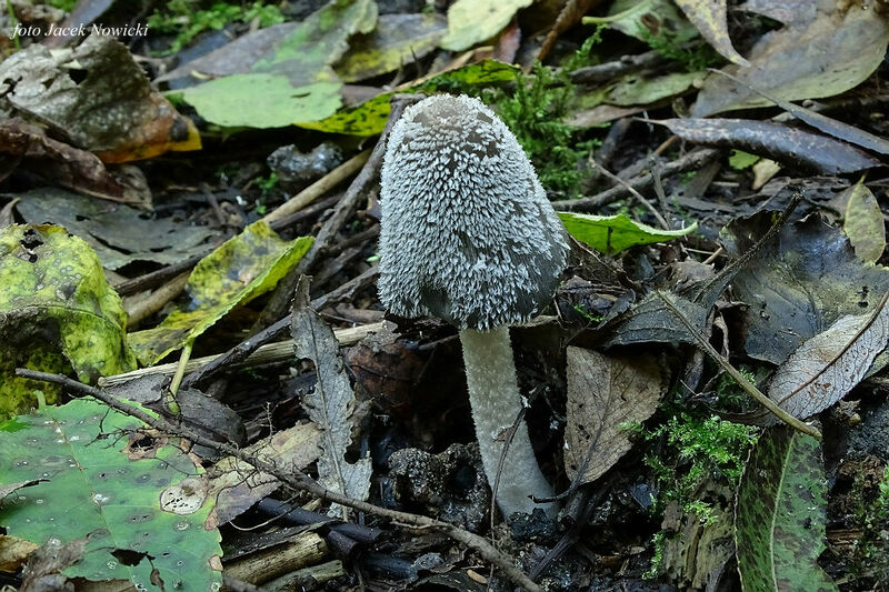 Coprinopsis