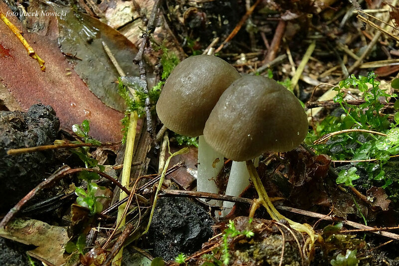 drobno&#179;uszczak