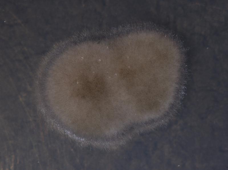 Antinoa juniperinella, PP 20071211-c01 (2007.12.21 01.00) 003.jpg