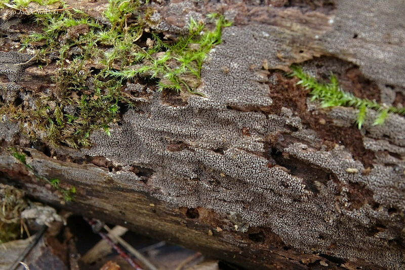 Resupinatus urceolatus