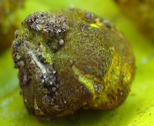 01 Zielonek zlepiony - Pachyphloeus conglomeratus , woski