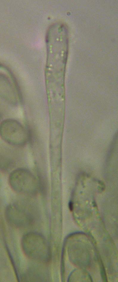 amentacea corylus light 2.jpg