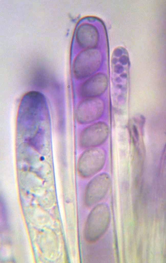 amentacea corylus light 3.jpg