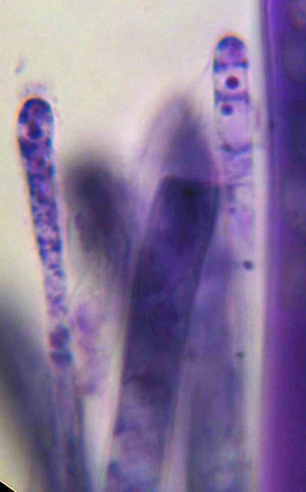 amentacea corylus light 5.jpg