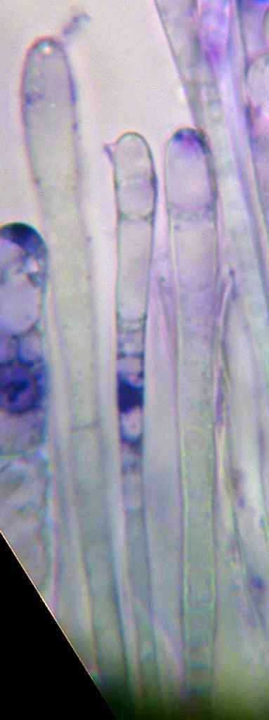 amentacea corylus dark 4.jpg
