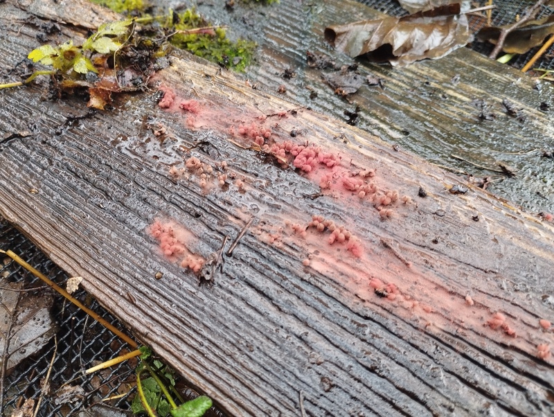 Zniszczona kolonia rozpylonych czerwonych grzybków 