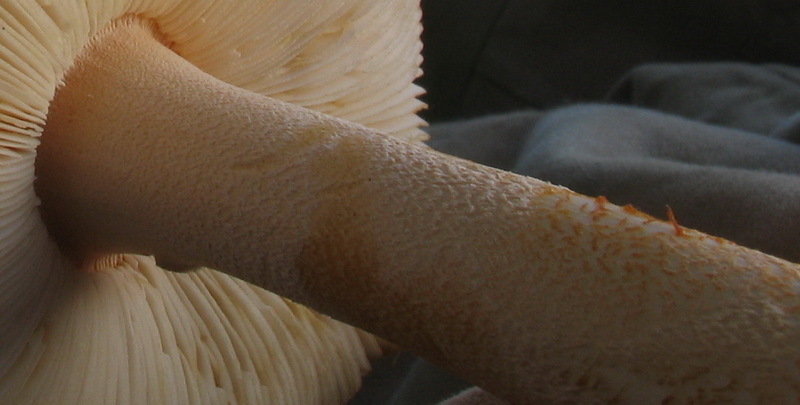 Amanita crocea - trzon