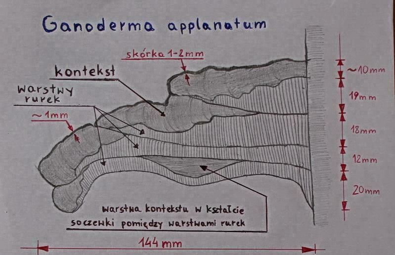 01 Ganoderma applanatum - cross section