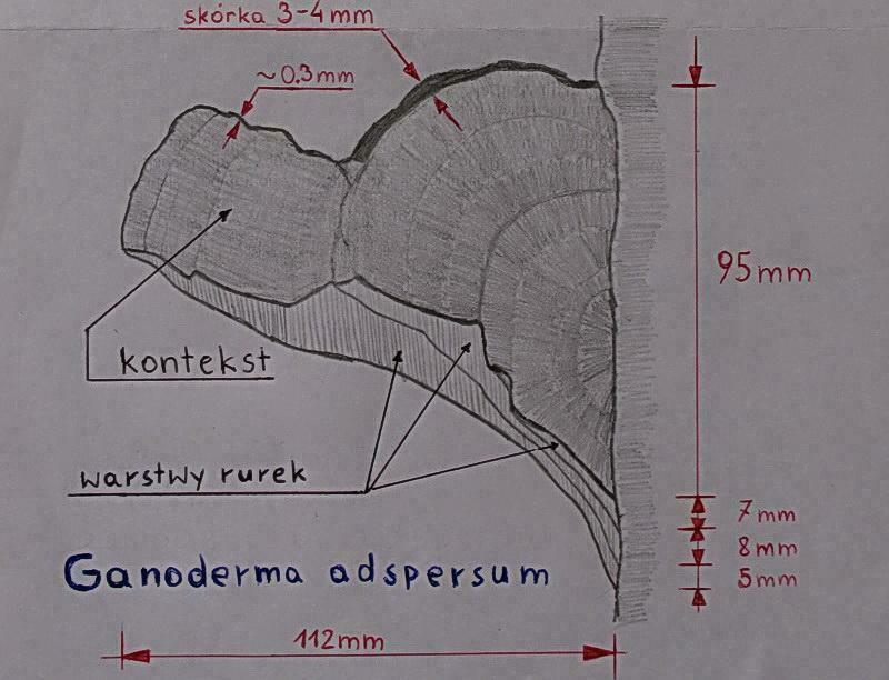 03 Ganoderma adspersum - cross section