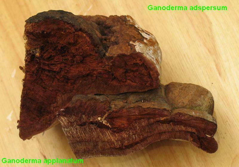 04 Three-dimensional view - Ganoderma applanatum & Ganoderma adspersum