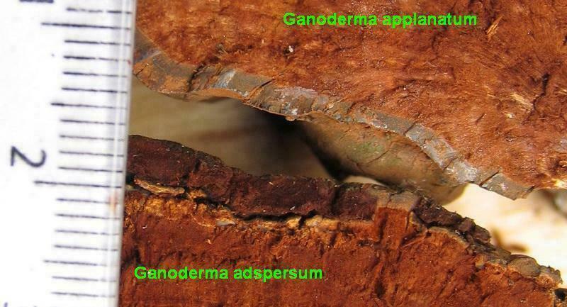 06 Ganoderma applanatum & Ganoderma adspersum - skin comaparison