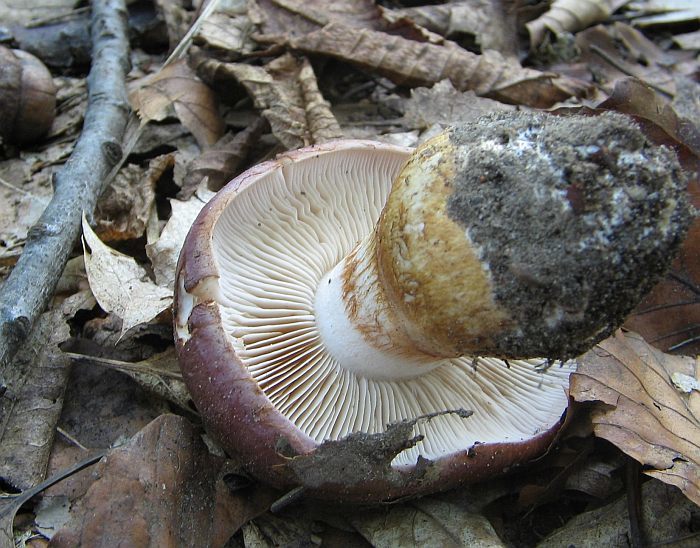 Cortinarius balteatocumatilis_002