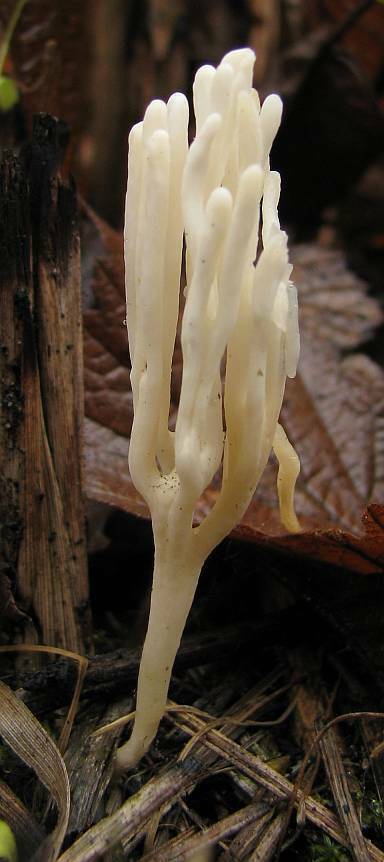 ramariopsis
