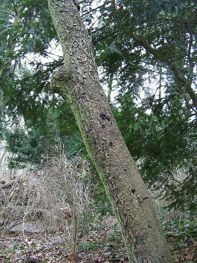 Exidia truncata na Quercus x turneri 'Pseudoturneri'_ga&#179;&#185;&#159;
