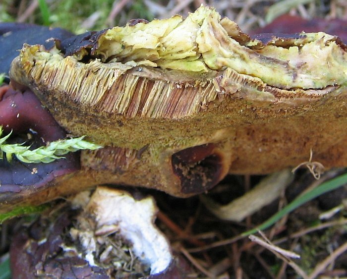 Ganoderma lucidum na korzeniu Larix_009