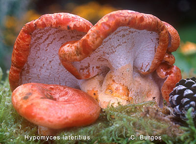 Hypomyces lateritius