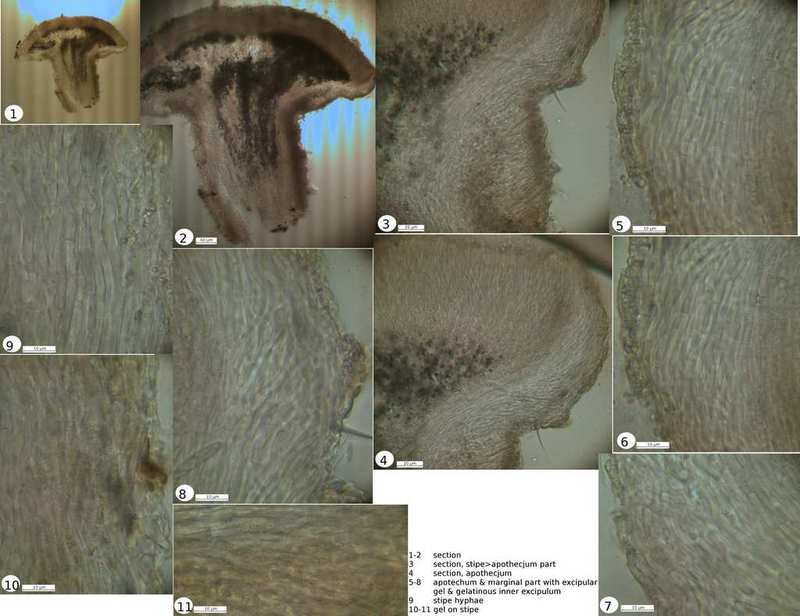 Calycina subtilis aff., on Pinus, PP20091005-001 004
