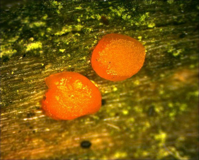 pomaranczowe galaretki na Tp4