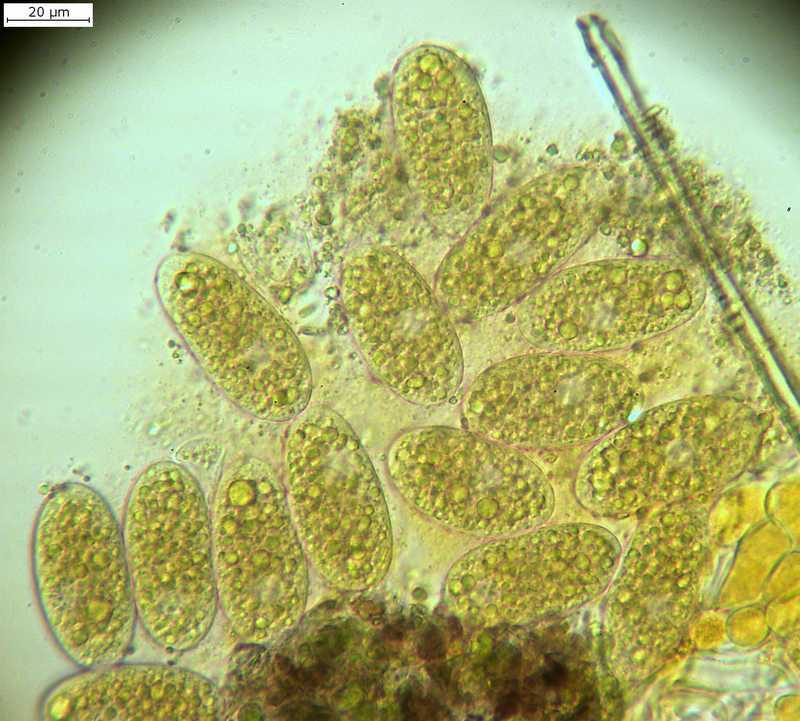 Phyllactinia guttata 2