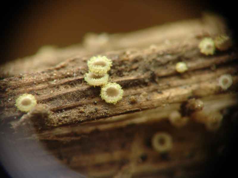 Trichopeziza leucophaea (Pers.) Rehm 2