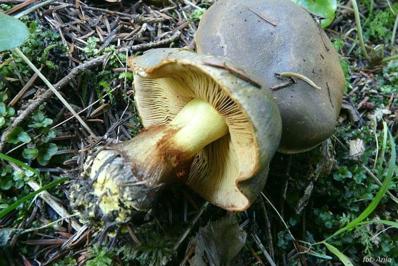 Cortinarius venetus