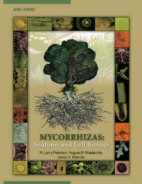 Peterson et al. 2004, Mycorrhizas - Anatomy and Cell Biology