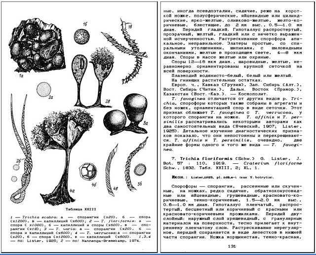 Novozhilov 1993, Myxomycetes Rosji 3