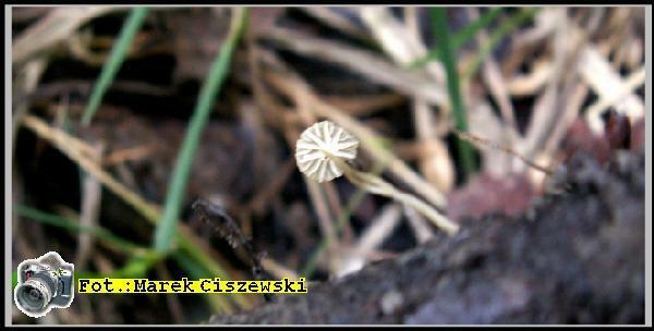 grzybek miniaturka