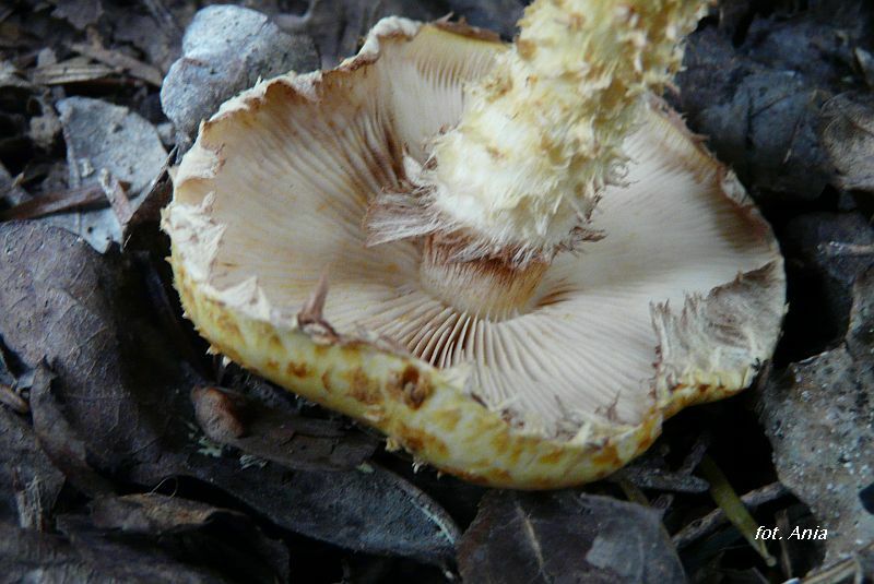 Pholiota