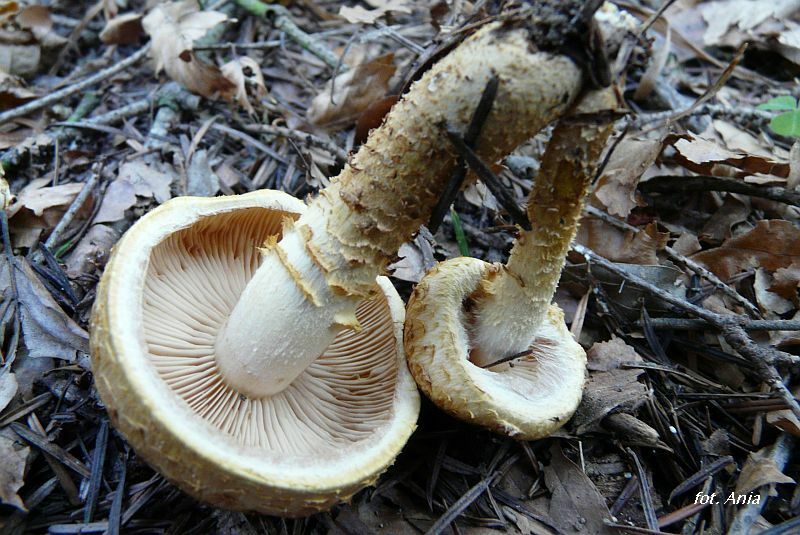 Pholiota jahnii