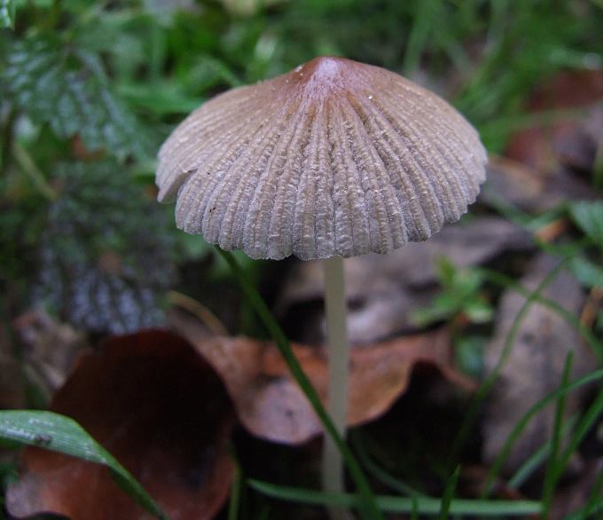 Coprinus z 29-10-2011_4