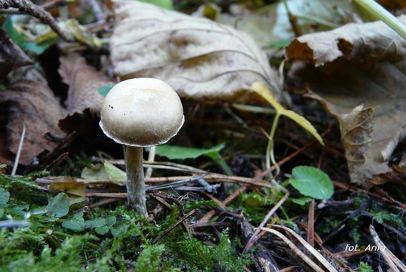 Psathyrella