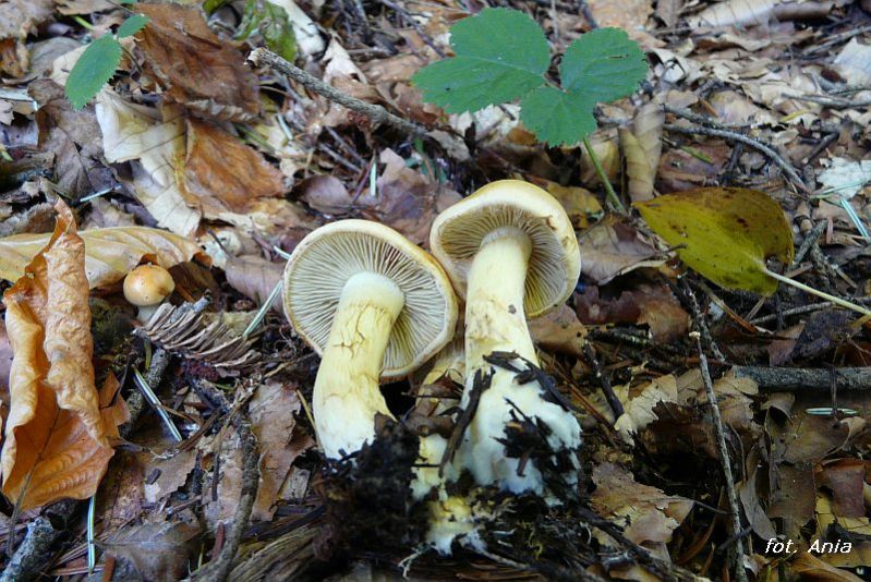 Cortinarius