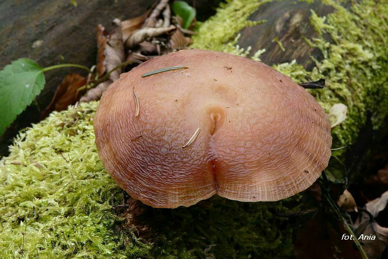 Rhodotus palmatus