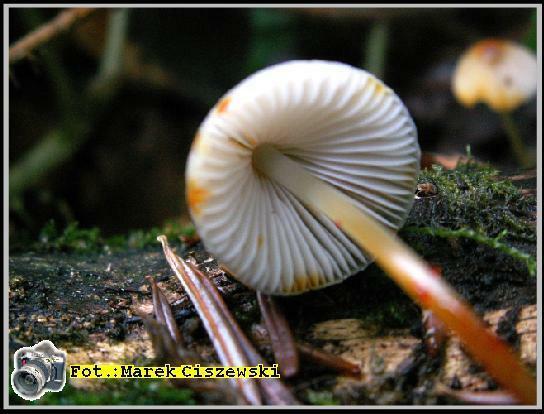 Mycena crocata