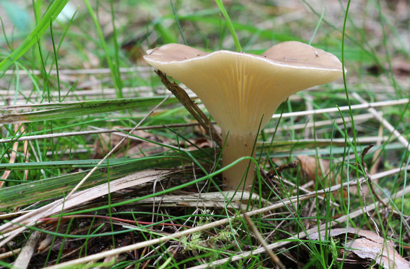 ccybe1