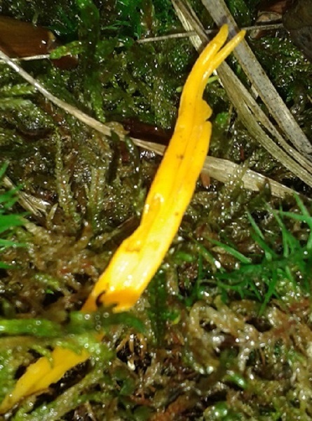 clavulinopsis