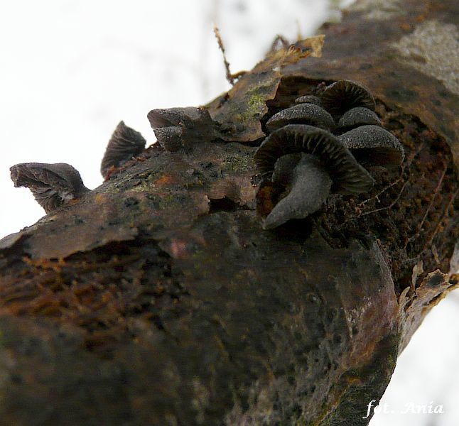 Hohenbuehelia unguicularis