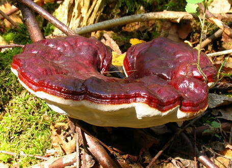 Ganoderma 01