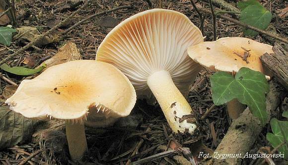 Hygrophorus pudorinus