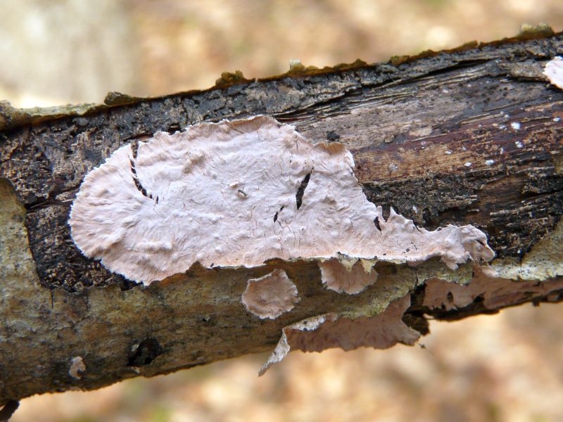 Peniophora polygonia