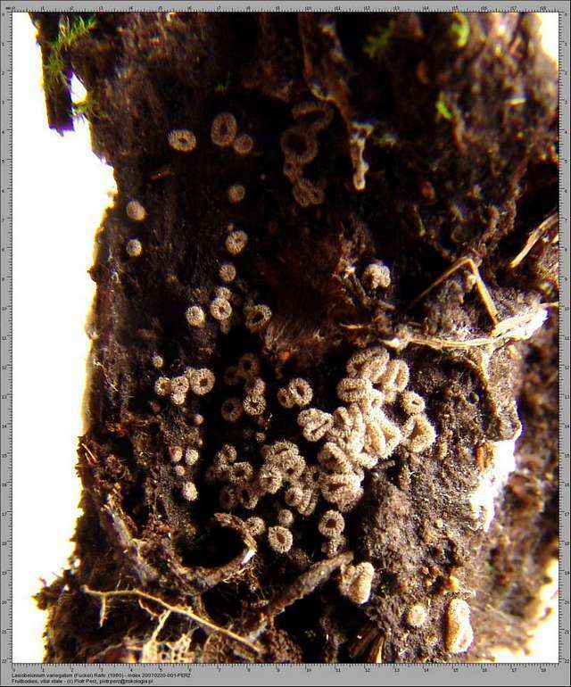 Lasiobelonium variegatum  x1