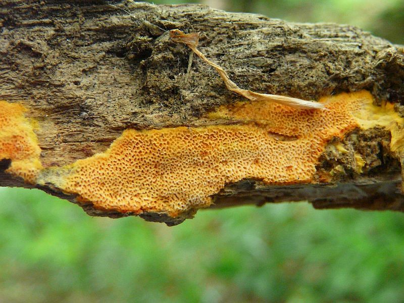 Auriporia aurulenta