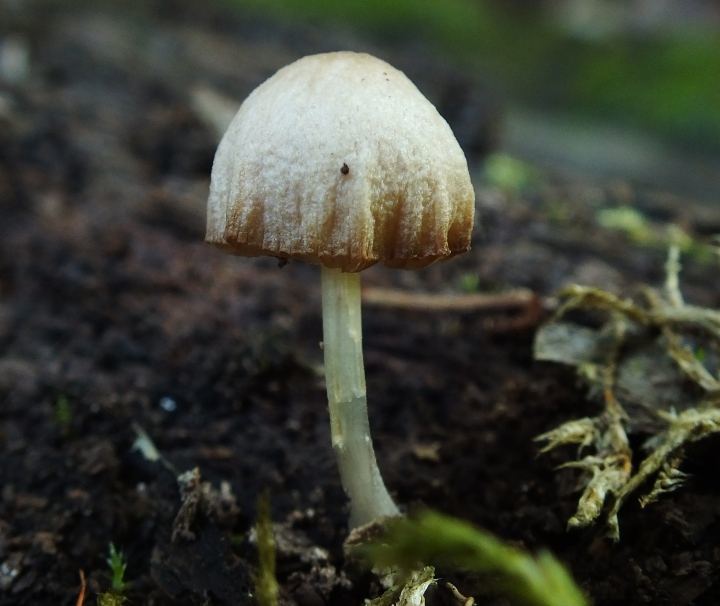 Pluteus plautus? 1-2