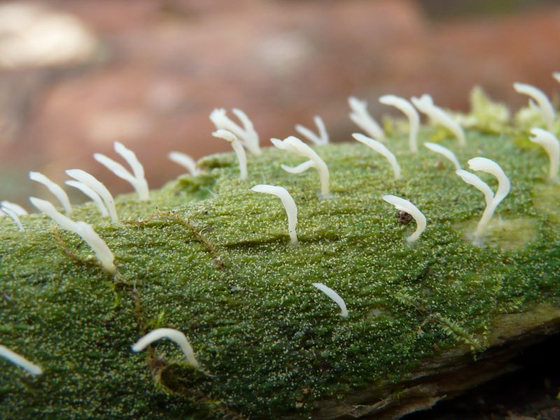 Milticlavula mucida