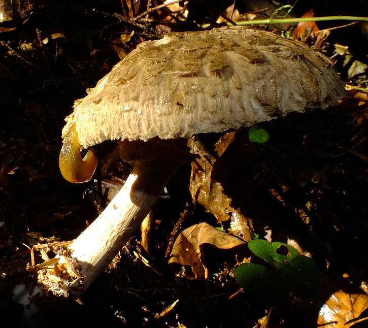 Macrolepiota1